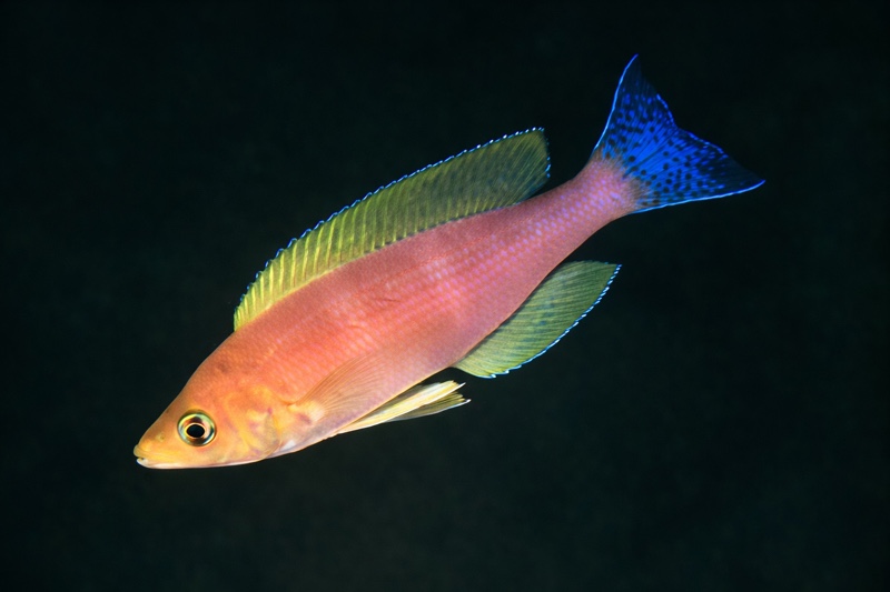 Cyprichromis coloratus 'Kalambo Lodge'